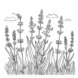 Lavender fields in Provence - Lavender fields in Provence coloring page