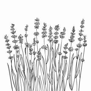 Lavender fields in Provence - Lavender fields coloring page