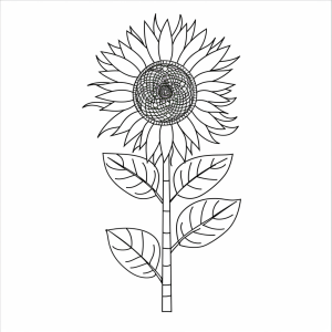 Sunflower - Sunflower drawing picture to print out